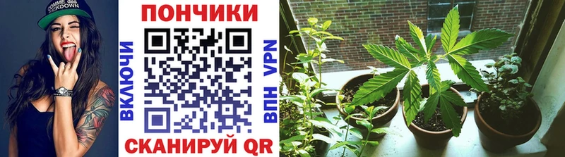 Канабис конопля Буйнакск